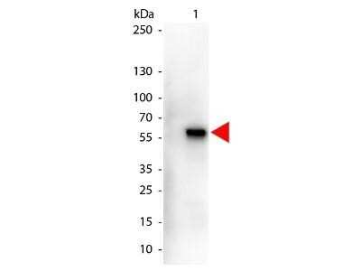 Western Blot: Goat anti-Monkey IgA Secondary Antibody [Unconjugated] [NBP2-60680] - Goat anti-Monkey IgA Secondary Antibody (Pre-absorbed) [NBP2-60680] - Lane 1: Human IgA. Lane 2: none. Load: 50 ng per lane. Primary antibody: none. Secondary antibody: Peroxidase goat secondary antibody at 1:1,000 for 60 min at RT. Block: incubated with blocking buffer for 30 min at RT. Predicted/Observed size: 60 kDa for Monkey IgA. Other band(s): none. Image from the HRP version of this antibody.